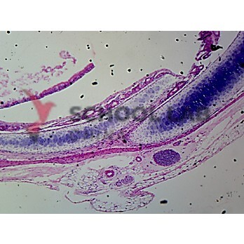 Prepared Microscope Slide - Small Mammal: Entire Heart L.S.